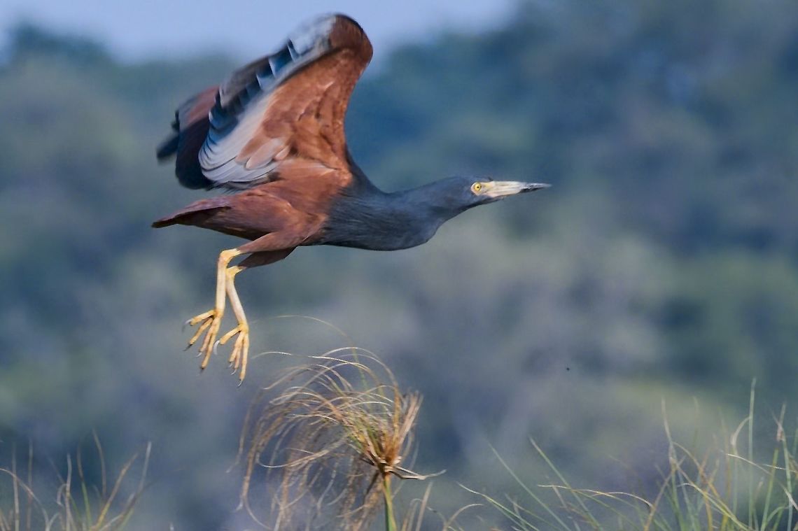 Rufous-bellied Heron flying Ardeola rufiventris,Fall,Geotagged,Namibia,rufous-bellied heron