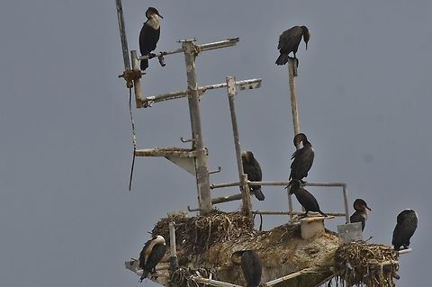 White-breasted Cormorant  Fall,Geotagged,Namibia,Phalacrocorax lucidus,White-breasted Cormorant