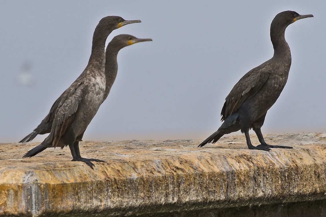 Cape Cormorant at Walvis Bay Cape cormorant,Fall,Geotagged,Namibia,Phalacrocorax capensis