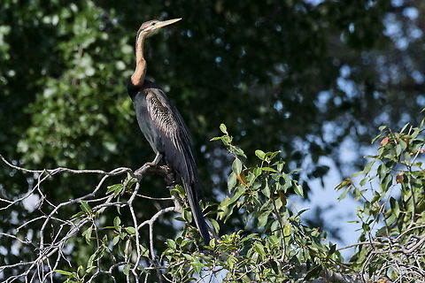 African Darter  African Darter,Anhinga rufa,Fall,Geotagged,Namibia