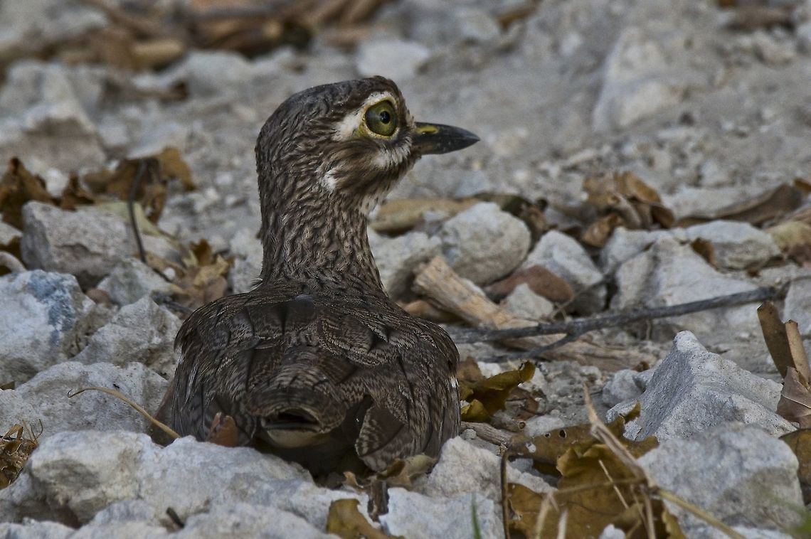 Water Thick-knee breeding Botswana,Burhinus vermiculatus,Fall,Geotagged,Water Thick-knee