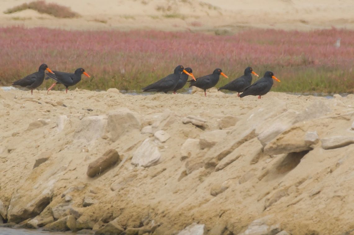 African Oystercatcher queueing up, mostly no distance nor mask African oystercatcher,Fall,Geotagged,Haematopus moquini,Namibia
