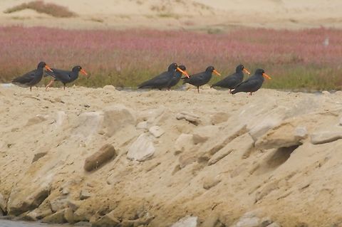 African Oystercatcher queueing up, mostly no distance nor mask African oystercatcher,Fall,Geotagged,Haematopus moquini,Namibia