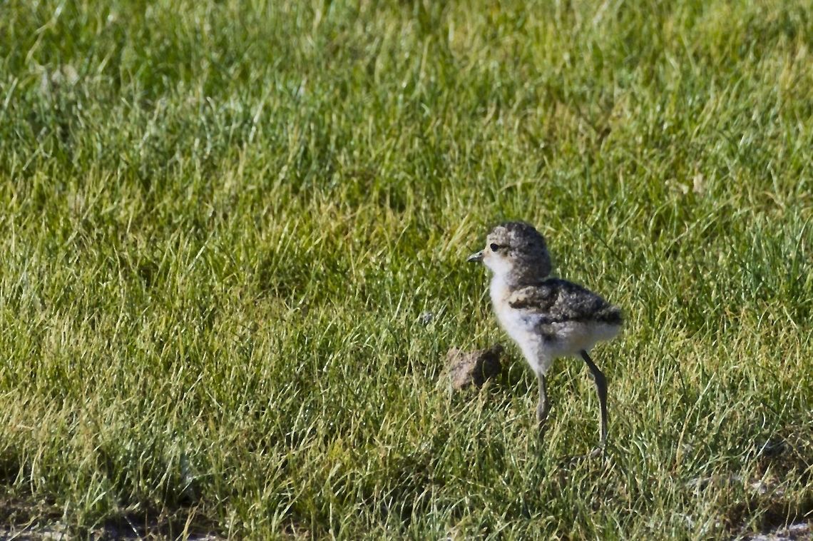 Kittlitz's Plover chick Charadrius pecuarius,Geotagged,Kittlitz's plover,Namibia,Summer
