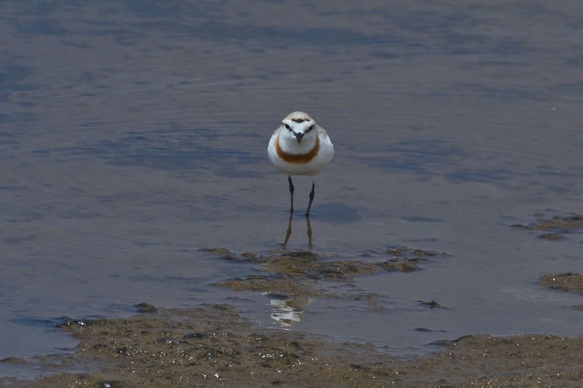 Chestnut-banded Plover  Charadrius pallidus,Fall,Geotagged,Namibia,chestnut-banded plover