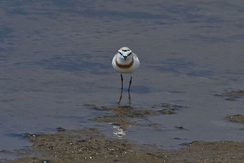 Chestnut-banded Plover Charadrius pallidus,Fall,Geotagged,Namibia,chestnut-banded plover