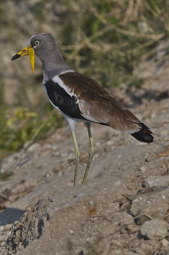 White-crowned Lapwing Vanellus albiceps Botswana,Fall,Geotagged,Vanellus albiceps,White-crowned lapwing