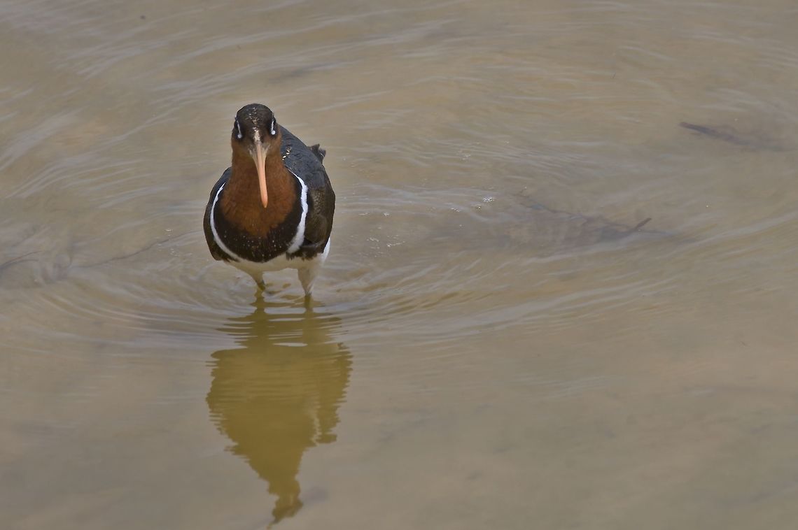 Greater Painted-snipe another female Fall,Geotagged,Greater Painted-Snipe,Namibia,Rostratula benghalensis