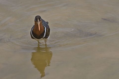 Greater Painted-snipe another female Fall,Geotagged,Greater Painted-Snipe,Namibia,Rostratula benghalensis