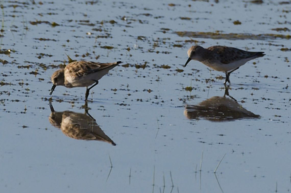 Little Stint  Calidris minuta,Geotagged,Little stint,Namibia,Summer
