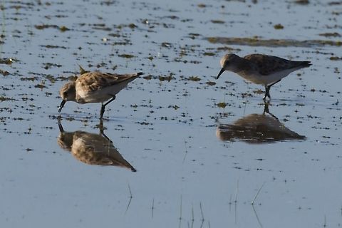 Little Stint  Calidris minuta,Geotagged,Little stint,Namibia,Summer