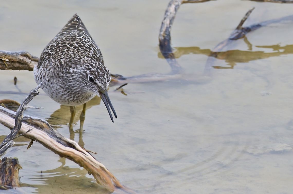 Wood Sandpiper at Etosha NP Fall,Geotagged,Namibia,Tringa glareola,Wood Sandpiper
