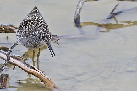 Wood Sandpiper at Etosha NP Fall,Geotagged,Namibia,Tringa glareola,Wood Sandpiper