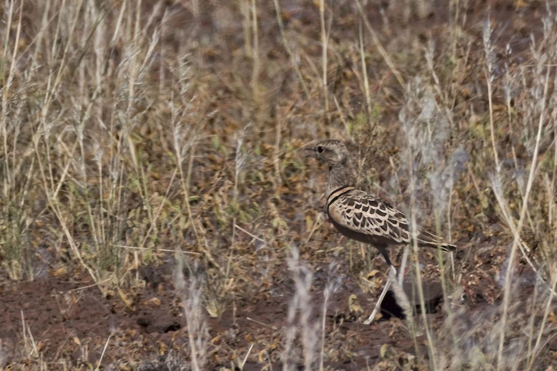 Double-banded Courser  Double-banded courser,Geotagged,Namibia,Rhinoptilus africanus,Summer