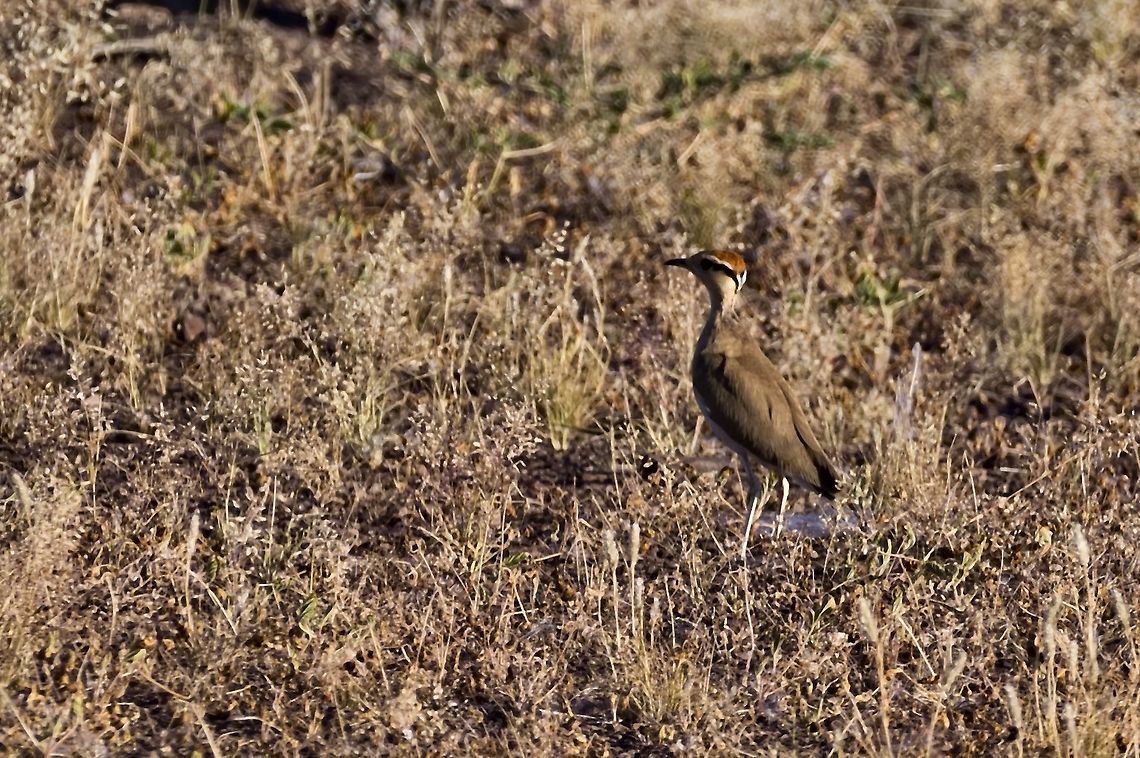 Temminck's Courser  Cursorius temminckii,Geotagged,Namibia,Summer,Temmincks Courser