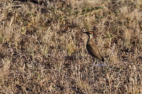 Temminck's Courser  Cursorius temminckii,Geotagged,Namibia,Summer,Temmincks Courser