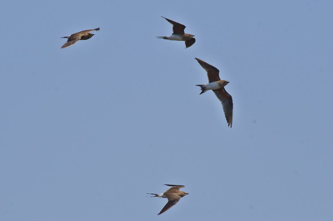 Collared Pratincole flying over Fall,Geotagged,Glareola pratincola,Namibia,collared pratincole