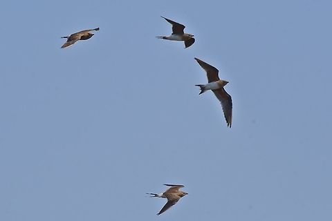 Collared Pratincole flying over Fall,Geotagged,Glareola pratincola,Namibia,collared pratincole