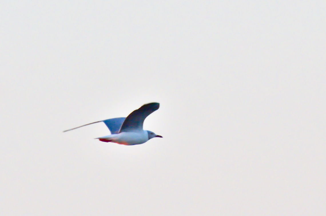 Grey-hooded (headed) Gull flying over Botswana,Chroicocephalus cirrocephalus,Fall,Geotagged,Grey-headed gull