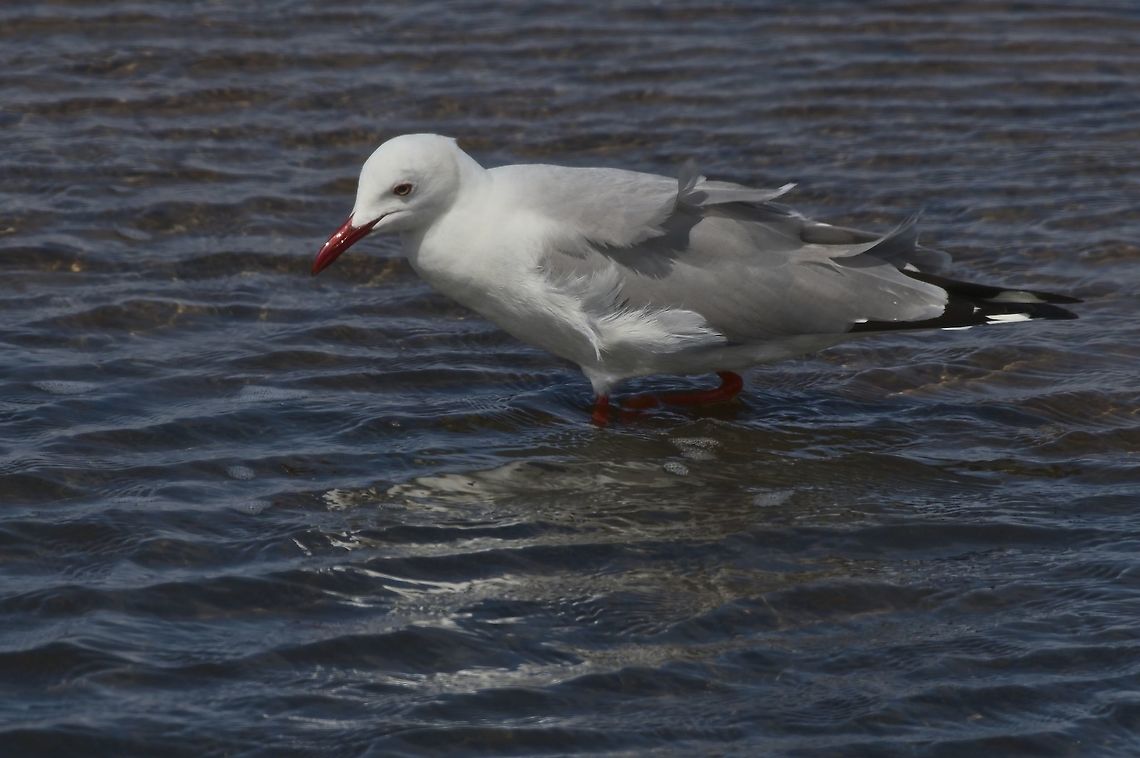 Hartlaub' s Gull at Walvis Bay Chroicocephalus hartlaubii,Fall,Geotagged,Hartlaubs gull,Namibia