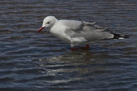 Hartlaub' s Gull at Walvis Bay Chroicocephalus hartlaubii,Fall,Geotagged,Hartlaubs gull,Namibia
