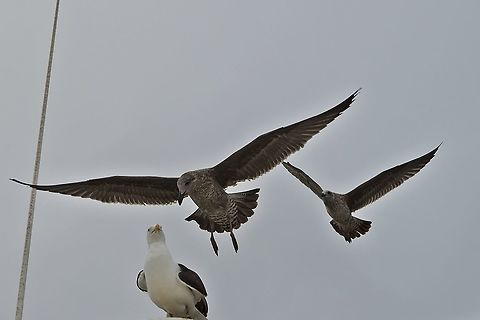 Kelp Gull adult with 2 joungsters flying at Walvis Bay Fall,Geotagged,Kelp Gull,Larus dominicanus,Namibia