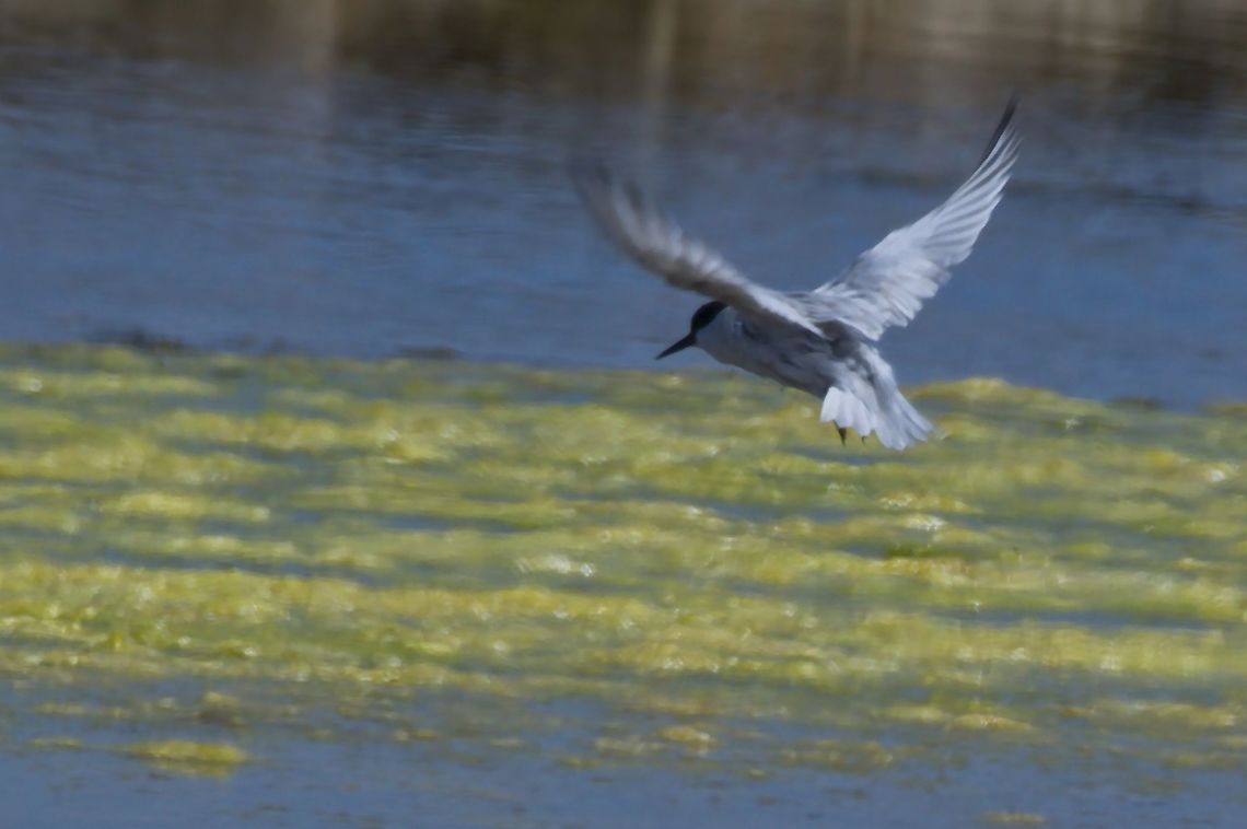 Damara Tern at Walvis Bay Damara tern,Fall,Geotagged,Namibia,Sternula balaenarum