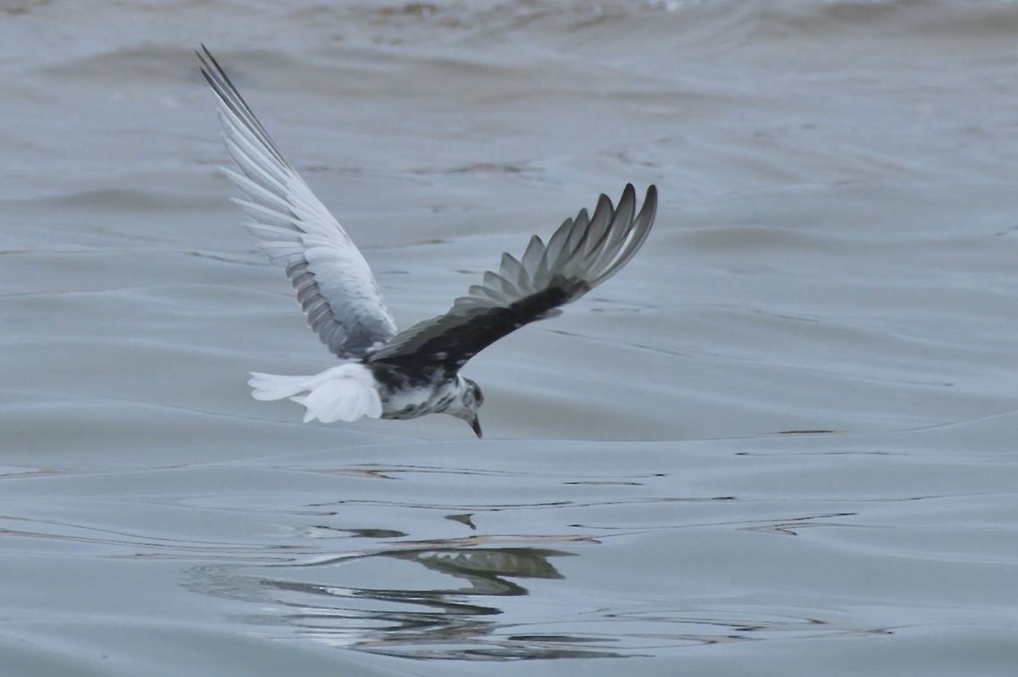 White-winged Tern  Chlidonias leucopterus,Fall,Geotagged,Namibia,White-winged tern