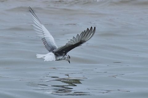 White-winged Tern  Chlidonias leucopterus,Fall,Geotagged,Namibia,White-winged tern