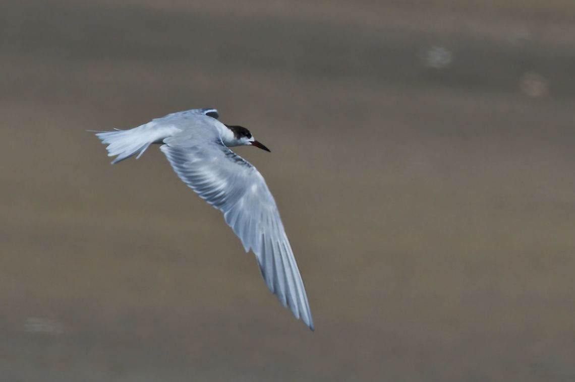 Black Tern  Black tern,Chlidonias niger,Fall,Geotagged,Namibia