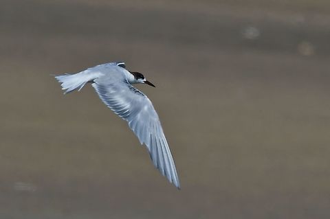 Black Tern  Black tern,Chlidonias niger,Fall,Geotagged,Namibia