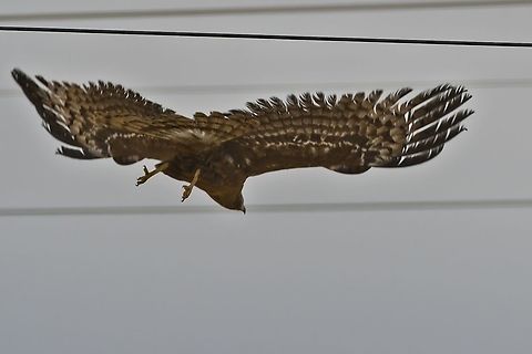African Harrier Hawk  African harrier-hawk,Fall,Geotagged,Namibia,Polyboroides typus