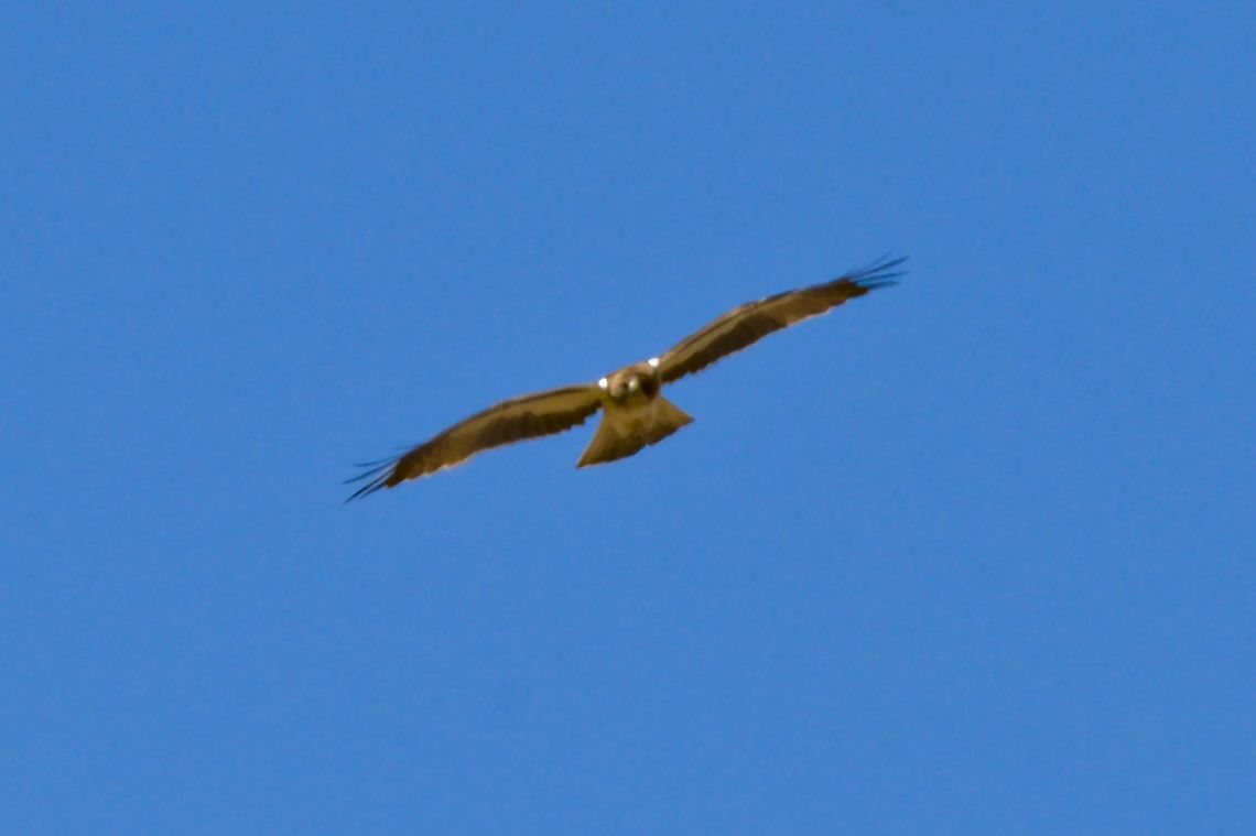 Booted Eagle  Booted eagle,Fall,Geotagged,Hieraaetus pennatus,Namibia