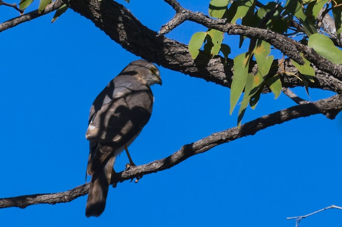 Little Sparrowhawk  Accipiter minullus,Fall,Geotagged,Little sparrowhawk,Namibia