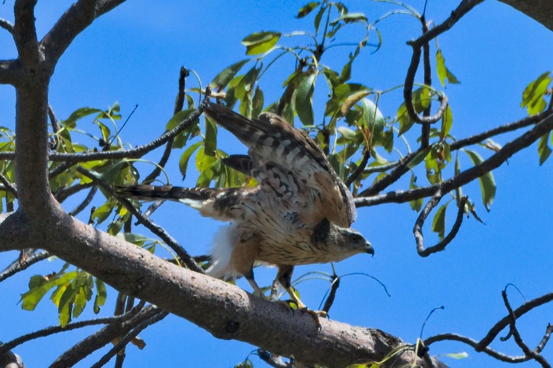 Black Sparrowhawk  Accipiter melanoleucus,Black sparrowhawk,Fall,Geotagged,Namibia