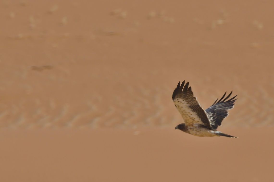 Augur Buzzard at Sossuvlei Augur buzzard,Buteo augur,Geotagged,Namibia,Summer