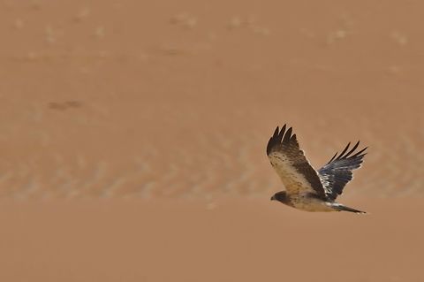 Augur Buzzard at Sossuvlei Augur buzzard,Buteo augur,Geotagged,Namibia,Summer