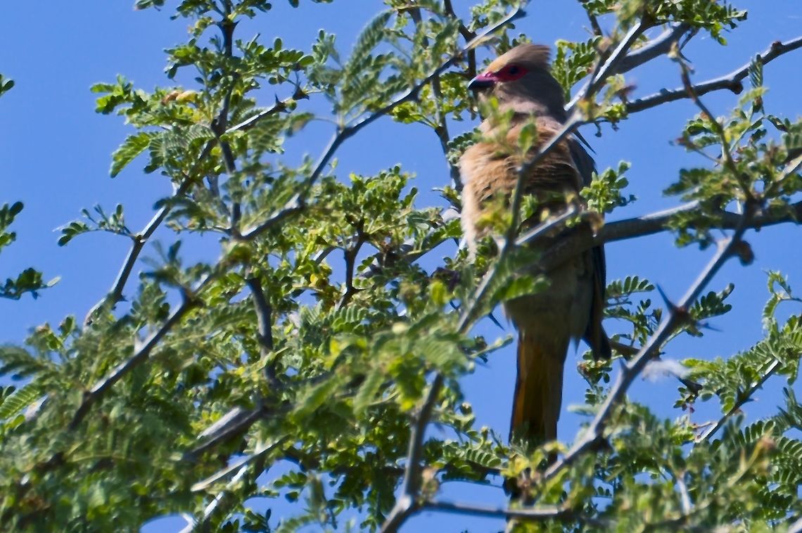 Red-faced Mousebird  Fall,Geotagged,Namibia,Red-faced mousebird,Urocolius indicus