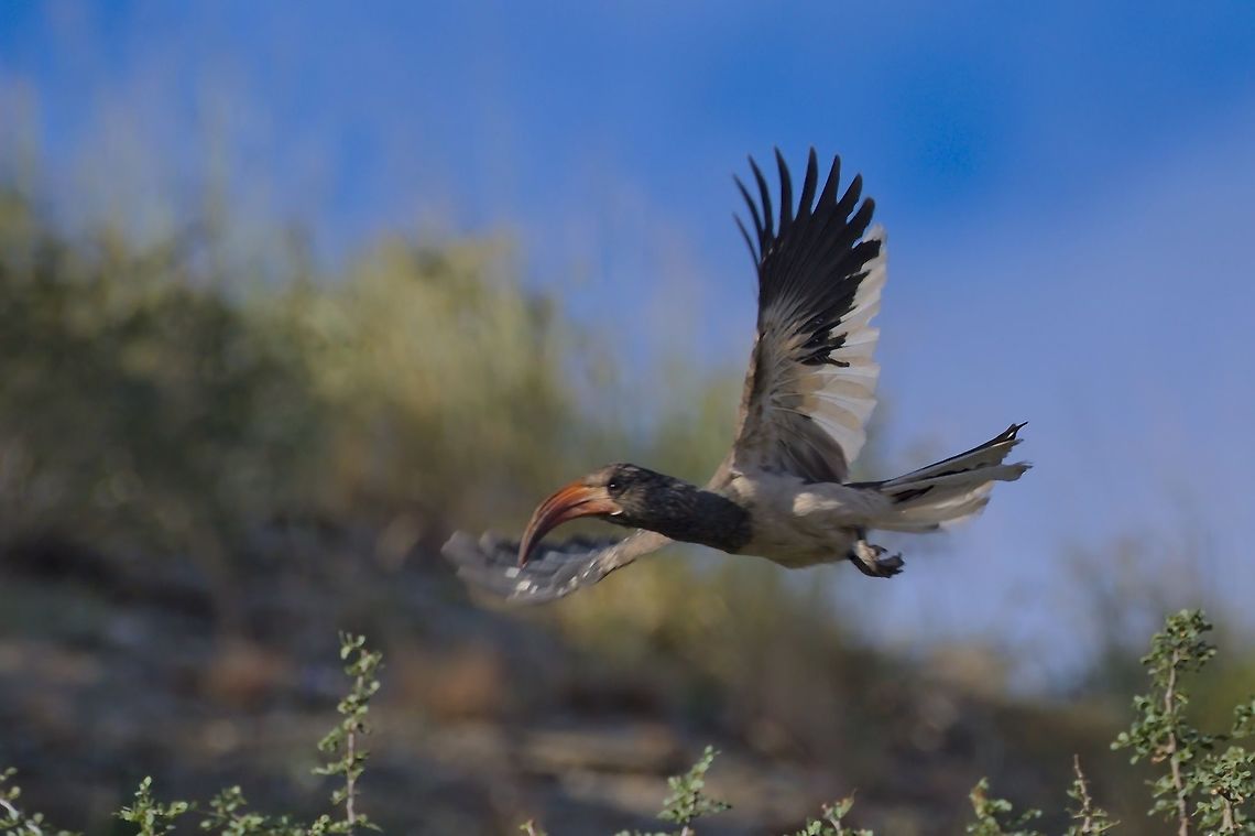 Monteiros Hornbill flying, near-endemic to Namibia Geotagged,Monteiros hornbill,Namibia,Summer,Tockus monteiri,near endemic