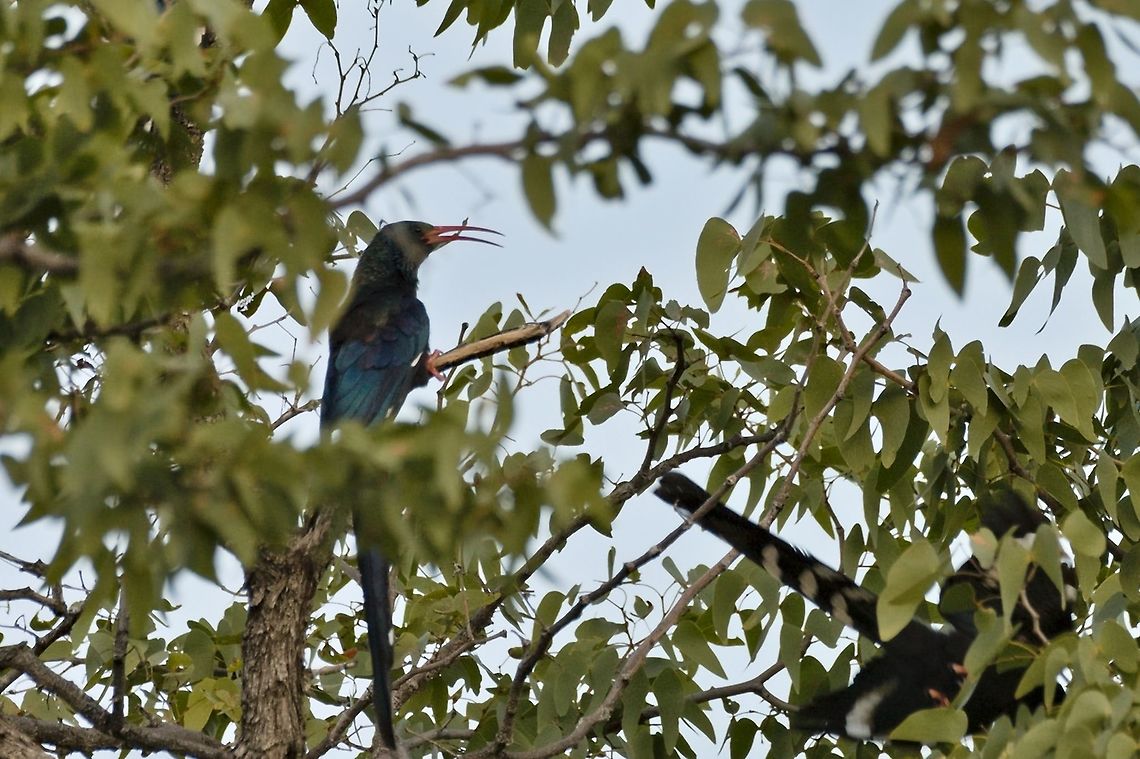 Green Wood-hoopoe  Fall,Geotagged,Green Wood Hoopoe,Namibia,Phoeniculus purpureus
