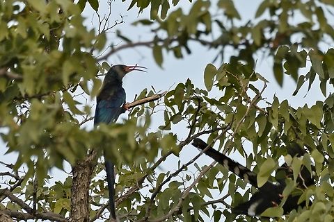 Green Wood-hoopoe  Fall,Geotagged,Green Wood Hoopoe,Namibia,Phoeniculus purpureus