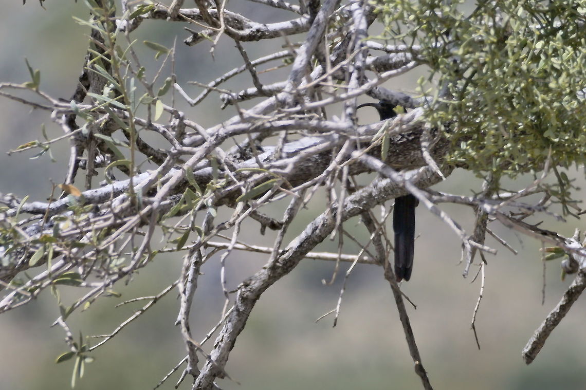 Common Scimitarbill hiding away  Common scimitarbill,Geotagged,Namibia,Rhinopomastus cyanomelas,Summer