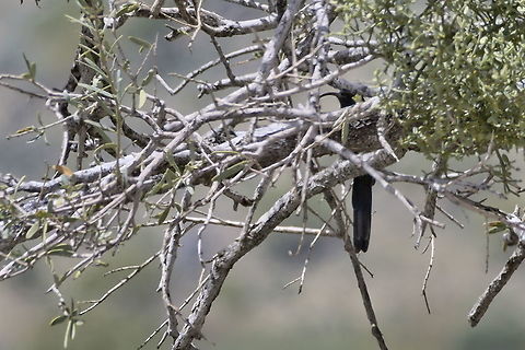 Common Scimitarbill hiding away  Common scimitarbill,Geotagged,Namibia,Rhinopomastus cyanomelas,Summer