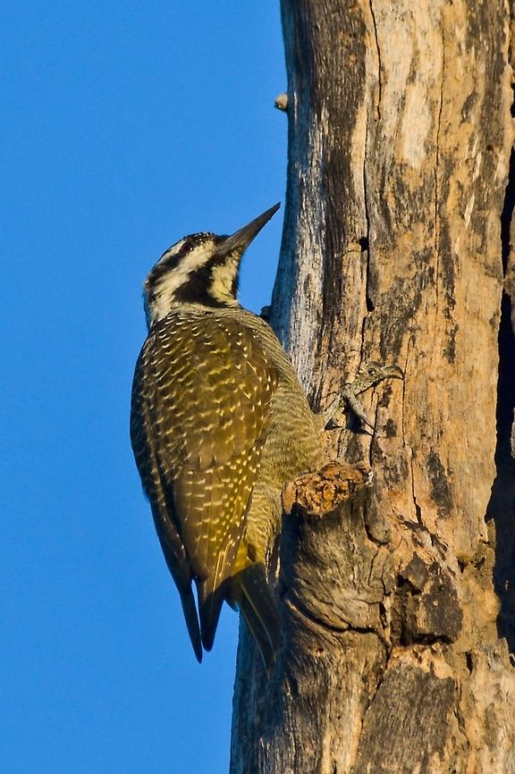 Bearded Woodpecker Nominate form Bearded woodpecker,Chloropicus namaquus,Fall,Geotagged,Namibia