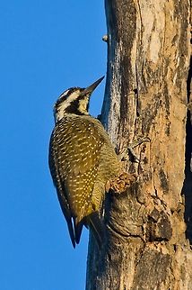 Bearded Woodpecker Nominate form Bearded woodpecker,Chloropicus namaquus,Fall,Geotagged,Namibia