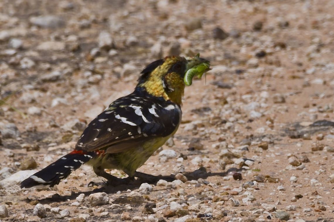 Crested Barbet with some prey Crested Barbet,Fall,Geotagged,Namibia,Trachyphonus vaillantii