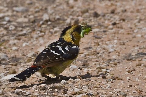 Crested Barbet with some prey Crested Barbet,Fall,Geotagged,Namibia,Trachyphonus vaillantii