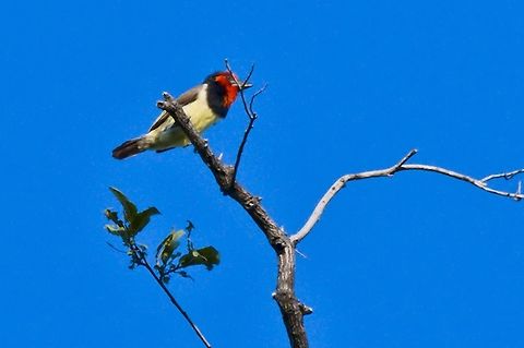 Black-collared Barbet  Black-collared Barbet,Fall,Geotagged,Lybius torquatus,Namibia