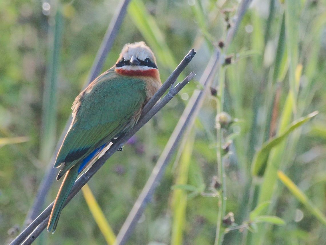 White-fronted Bee-eater  Fall,Geotagged,Merops bullockoides,Namibia,White-fronted Bee-Eater