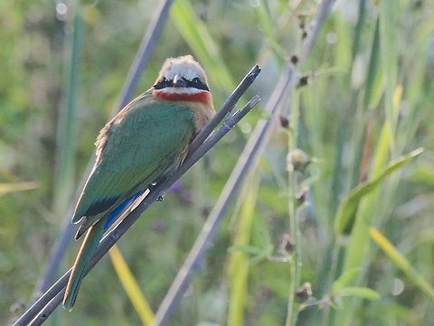 White-fronted Bee-eater  Fall,Geotagged,Merops bullockoides,Namibia,White-fronted Bee-Eater